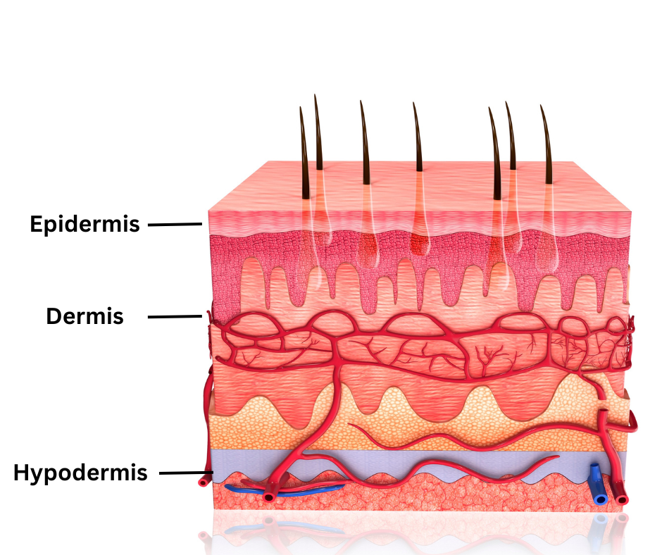 Skin Layer